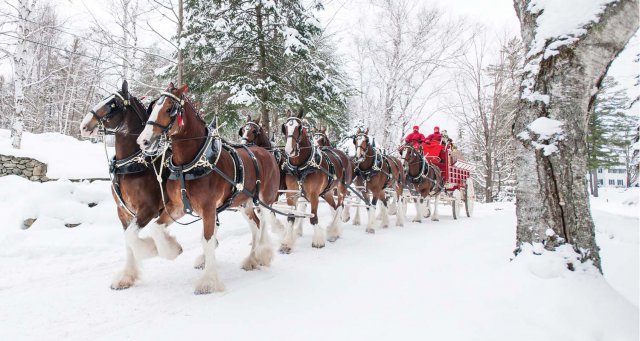 Clydesdales5